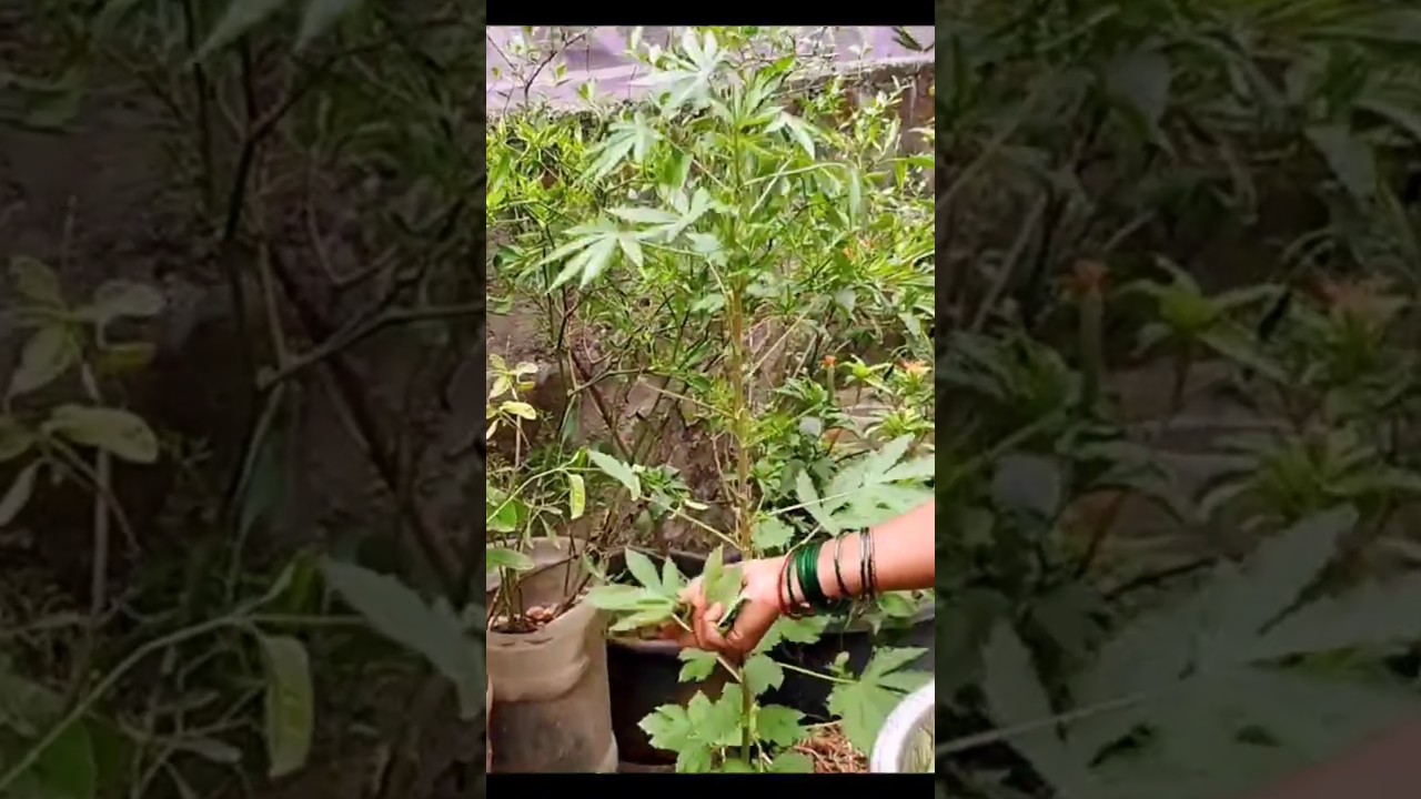 new harvest @mahalakshmigardening #gardenguardian #lifeisbutadream #garden #gardening #gongura