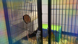 cage door sounds like Miles Davis
Wow cage door sounds like Miles Davis