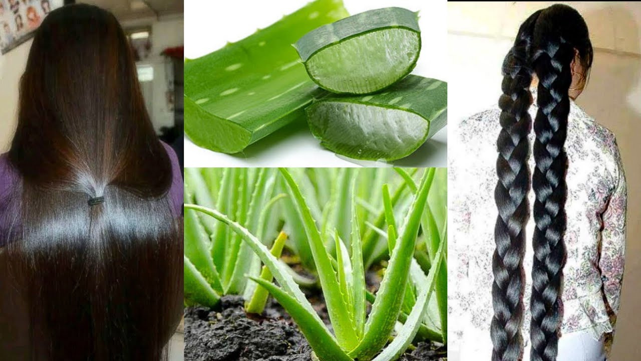 सुबह बाल धोने से पहले Aloevera इस तरह लगालो बाल इतने काले,घने,लंबे,सिल्की शाइनी होजाएंगे Hair Growth