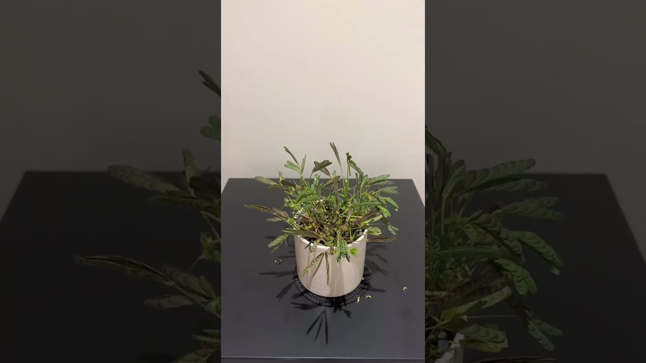 The mimosa pudica is always on the move 🌿 