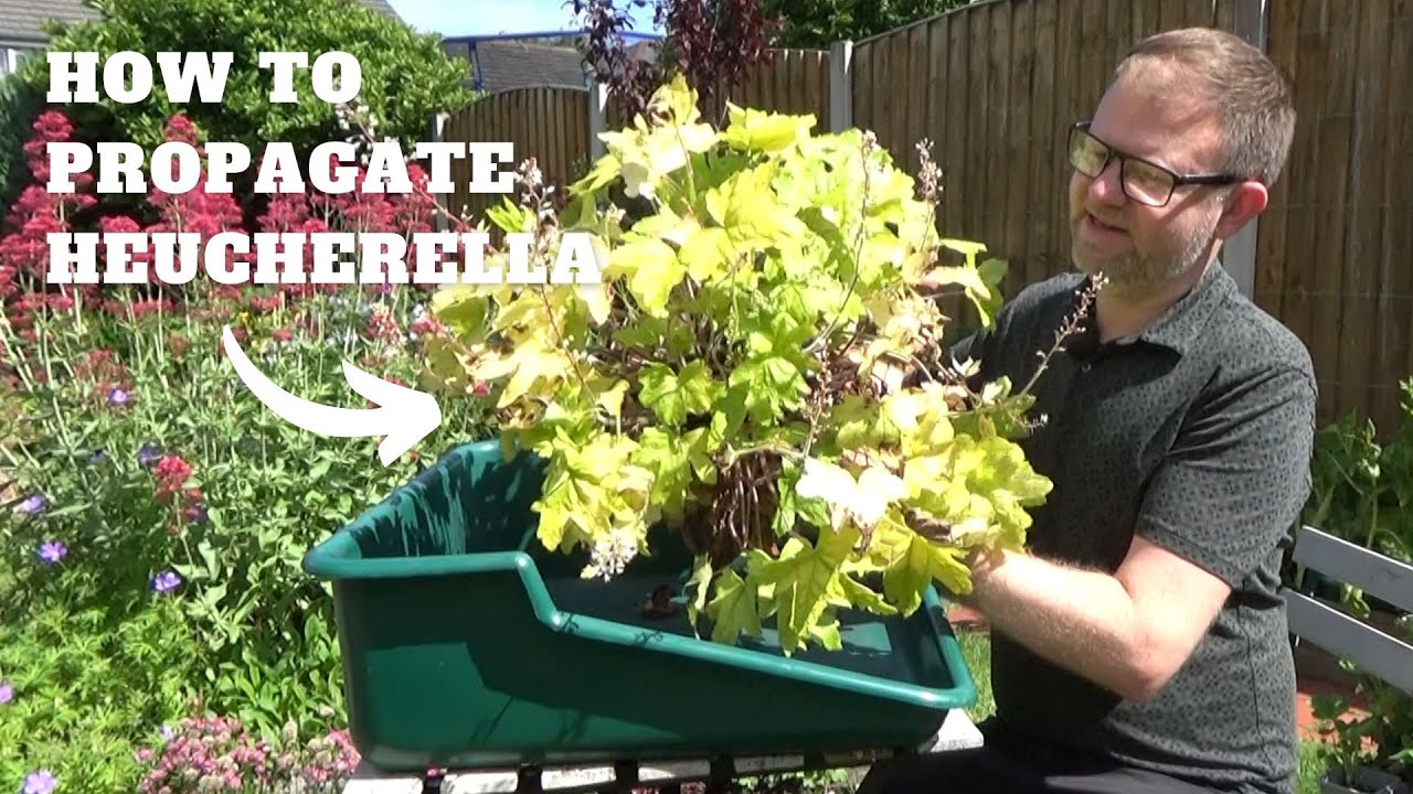 How to Propagate Heucherella | Revitalise Overgrown Heucherella Plants | Hardy Perennials for Shade