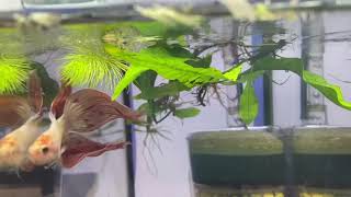 Orange Dalmatian Veiltail Betta Fish Male Züri-Betta