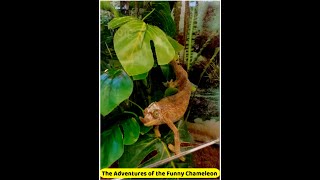 #Shorts-The Adventures of the Funny Chameleon