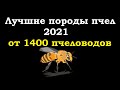 Лучшая порода пчел 2021 по мнению пчеловодов