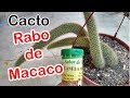 Cortando cacto rabo de macaco