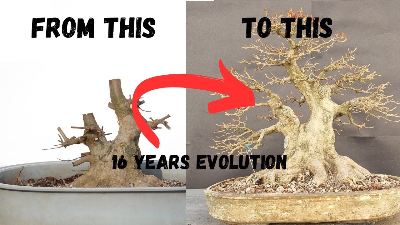 Evolution of Trident Maple Bonsai in 16 Years