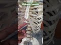 #Xiphoid Process #sternum #draqilshah #viralvideos #anatomy #grossanatomy #youtubeshorts #shorts #dr