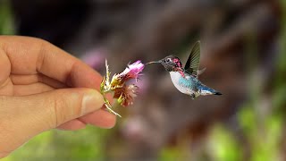 Bee Hummingbird - World's Smallest Bird