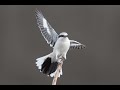 Stöber Naturfilm - Great grey shrike  (Lanius excubitor)