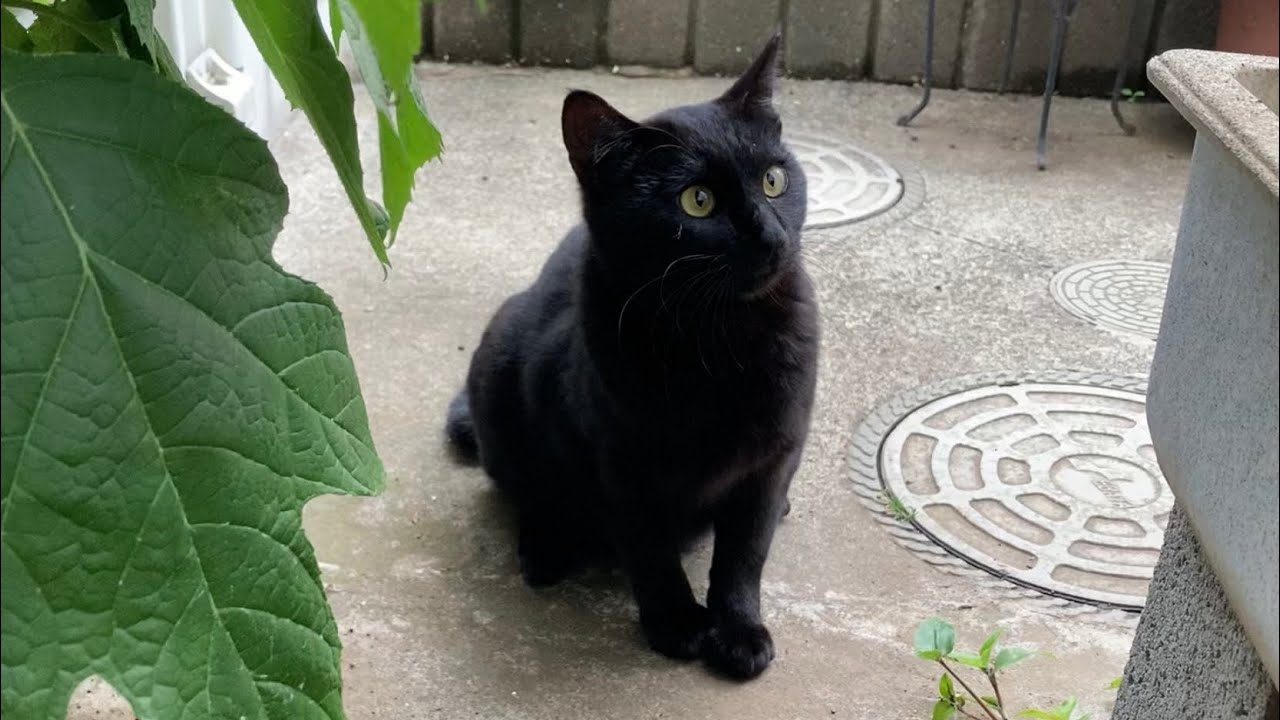 Friendly Black Cat Appeared in the Garden (April 5th & 27th, 2026