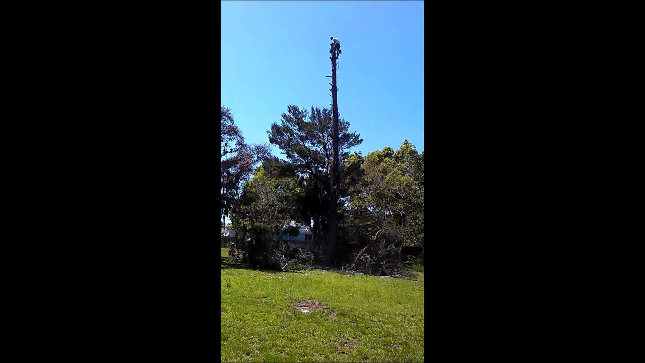Jon Davis Tree Service 352 799 3494 You Jon Davis Tree Service 352 799 3494