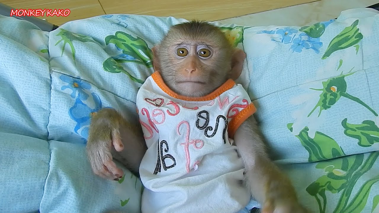Cute Monkey, Smart Baby Luna Sleep Well On Hammock Routine