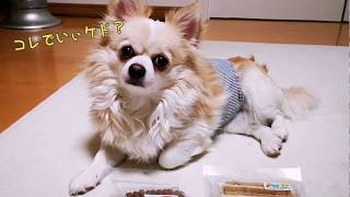 ジャンボチワワ