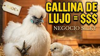 Low Investment, High Money: How to Start Your Silkie Farm from Scratch