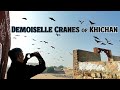 Demoiselle Cranes of Khichan | खीचन के कुरजा