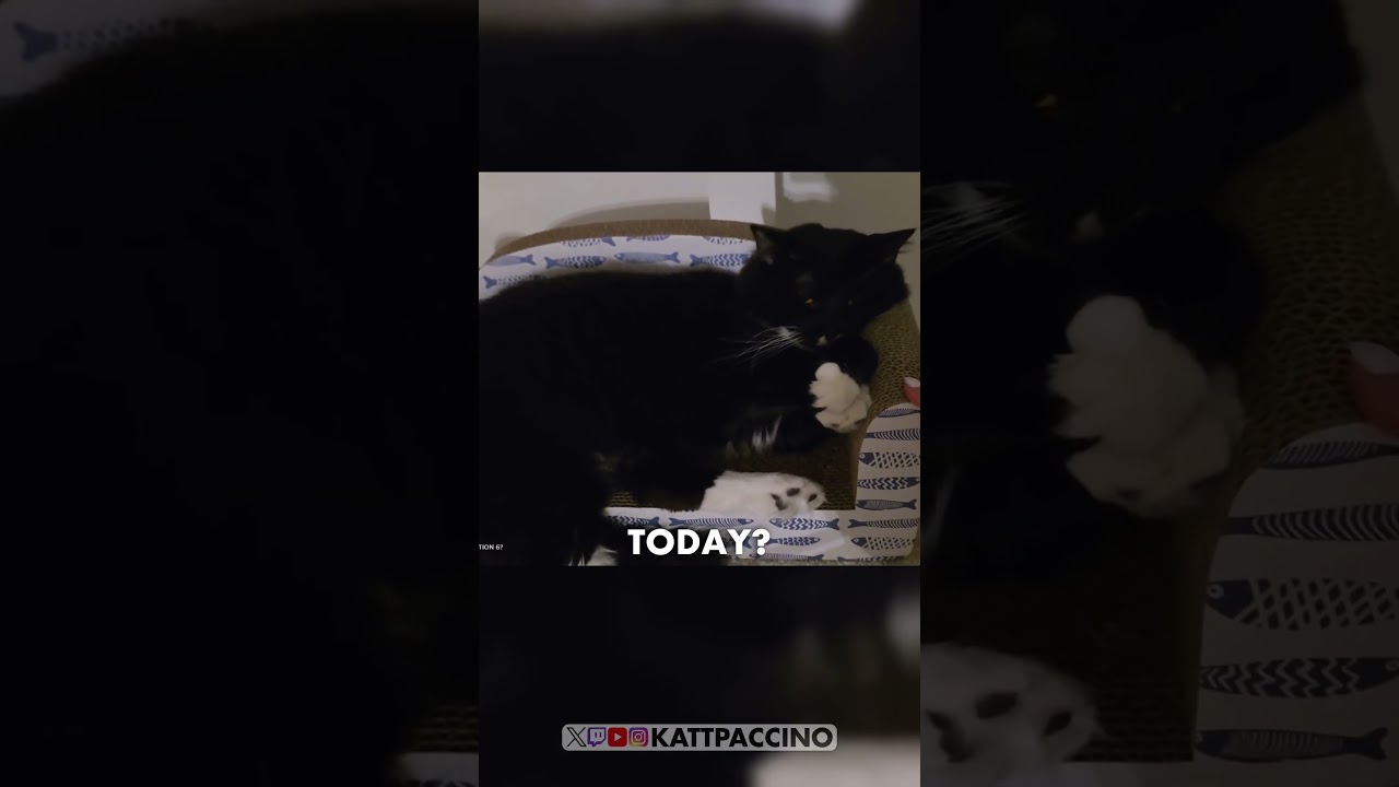 Бутс — самый милый кот в смокинге на свете 😊 