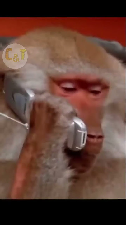 Tawuran Anjing vs Monyet #viral #shorts