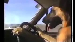 Собака за рулем
