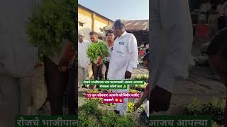 कोथिंबीर🔥 मार्केट 🚀#agrifuture #farming #सोलापूर #माढा #अकलूज #kurduwadi #dance #news #shorts #agri
