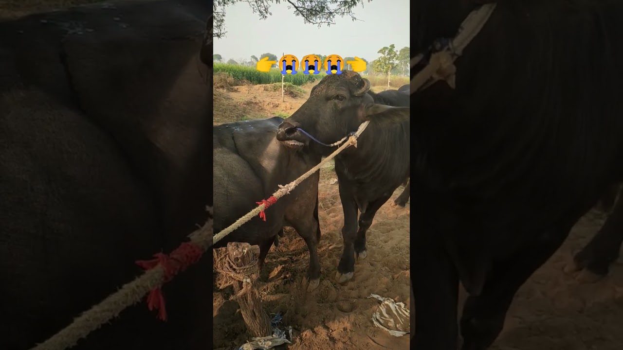 नंबर वन बफेलो पाड़ा रिल #baffalo #2026 #animals #villagelife #trend #shorts