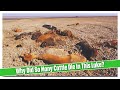 The WORST Drought Disaster In History What Happened At Lake Ngami The WORST Drought Disaster In History What Happened At Lake Ngami