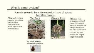 B61.1.1.1-Grade 6 - Science -Root systems of plants