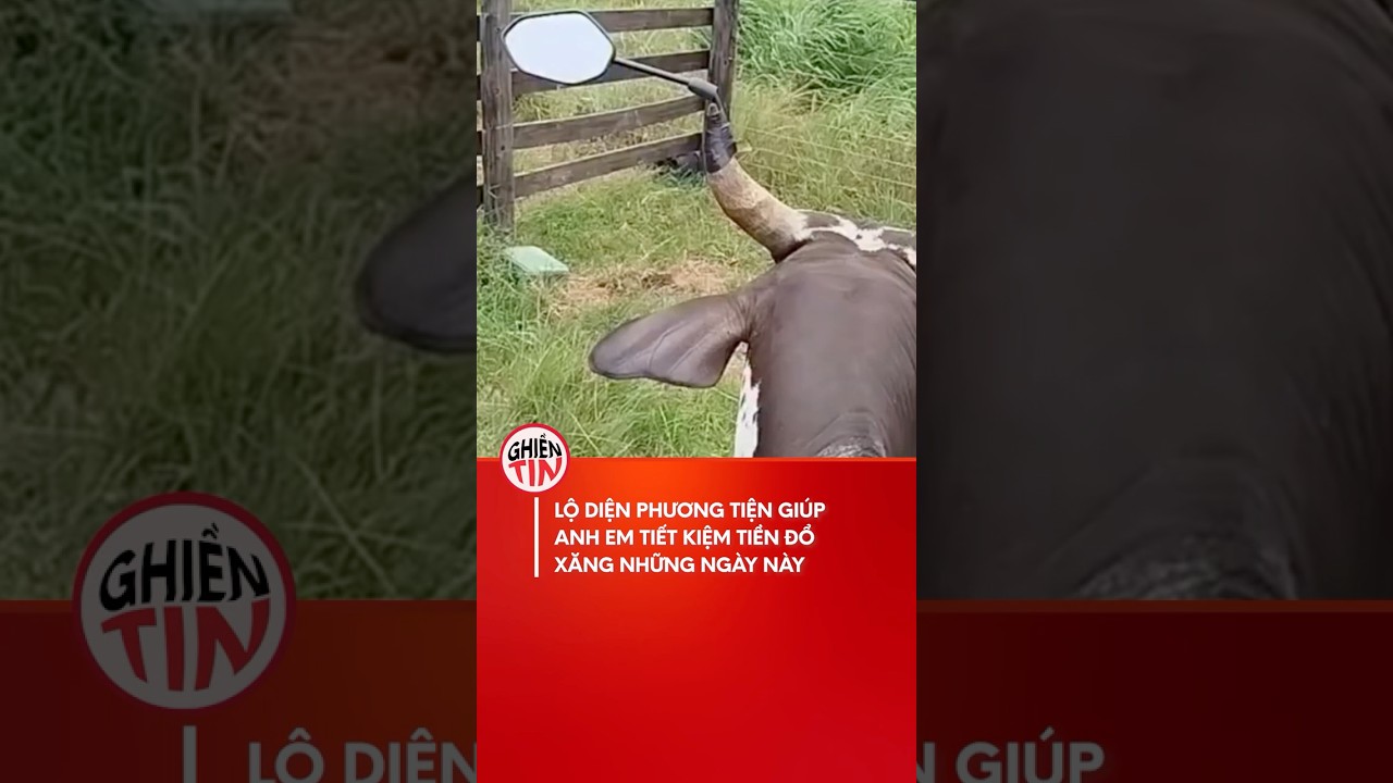 Lá»™ diá»‡n phÆ°Æ¡ng tiá»‡n giÃºp tiáº¿t kiá»‡m xÄƒng nháº¥t lÃºc nÃ y #shorts #xangtanggia