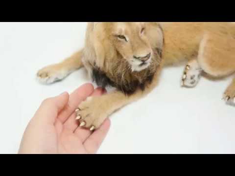 Realistic Needle Felted Lion (Time-lapse) - YouTube