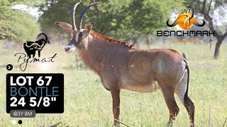 Pymat | Benchmark Game Breeders // Lot 67