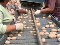 Sortownik do ziemniaków z Pucka w akcji