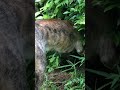 庭に巣穴を掘ろうとする元猟犬 　#shorts
