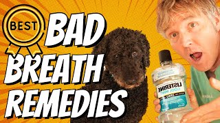Dog Bad Breath: TOP 5 Natural Remedies