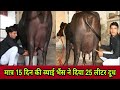 25 LT दूध Full Live Milking  recording,, Super Buffelo in Yadav Dairy Farm,, मंजीत यादव