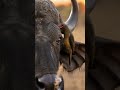 Oxpecker Removing Parasites from a Buffalo #4khdr #africansafari #aivideo