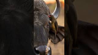 Oxpecker Removing Parasites from a Buffalo #4khdr #africansafari #aivideo