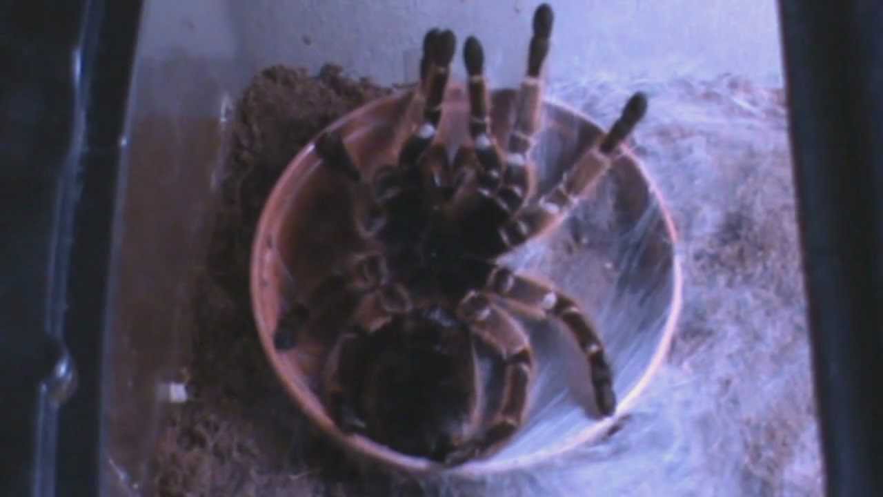 G.Rosea Tarantula Time Lapse Moult
