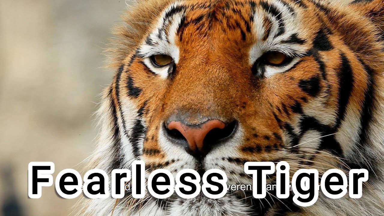 Just Relax with Fearless Tiger