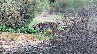 Video de lince ibérico &quot;iberian lynx&quot; (Lynx Pardinus) en el entorno del P.N. Doñana