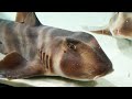 #Москвастобой — Бычьи японские акулы