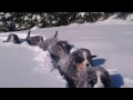 Time for fun in the snow 😀 puppies Bernese Mountain Dog 12 weeks