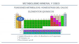 E. Seminario 4.B Metabolismo mineral y óseo. UA2. FMED. UBA