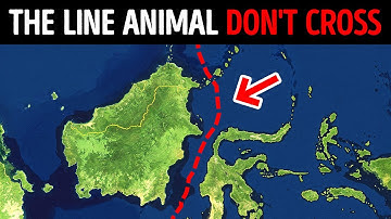 No Animals Ever Pass This Invisible Border, Here