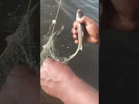 जाल टाकुन पकड़ला मावरा ||  #fish