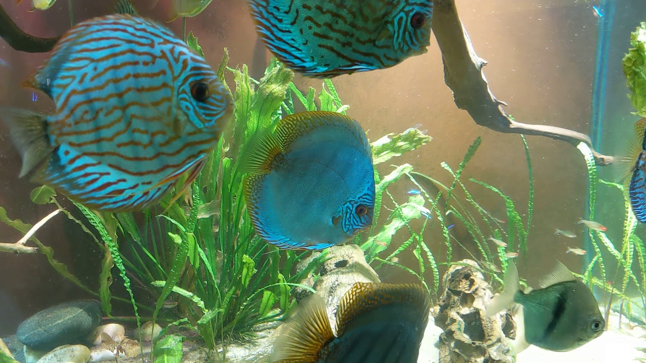 Discus and Silver Dollar fish tank YouTube