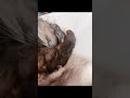 腕を顔の前に持ってきて寝ていました　#shorts #ロシュ #アメリカンカール