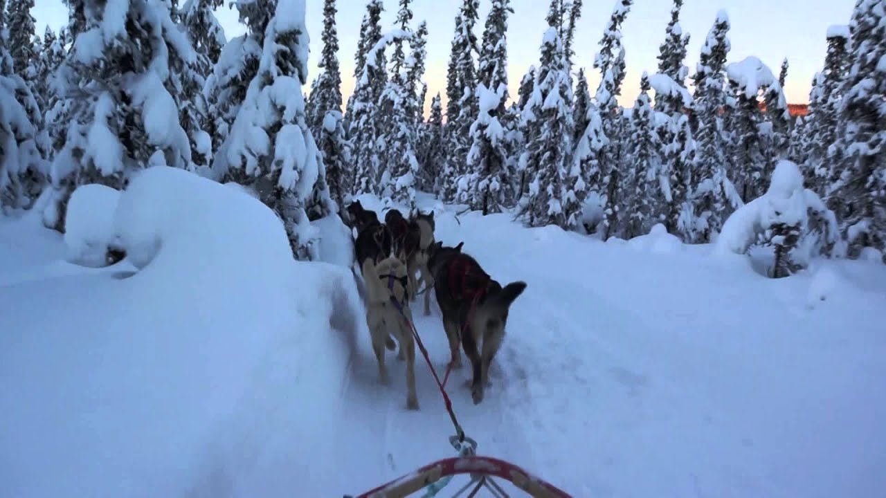Dog Sledding Eric & Yudith (Fairbanks Alaska, 30 December 2013) YouTube