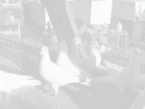 Palomas Blancas/White Doves