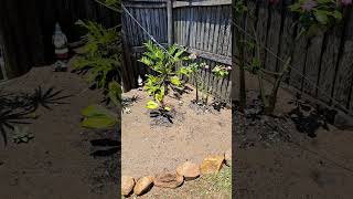 Spring Gardening #gardeningplants #plants #Gardening, #gardening tips and tricks, #organic gardening