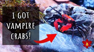 Making a Nano Paludarium for Vampire Crabs! 🧛‍♂️🦀 by Danny MOG 3,588 views 7 months ago 15 minutes