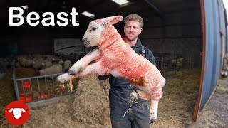 I'm WORRIED about the SIZE of these LAMBS   |   DAY 1 Lambing 23